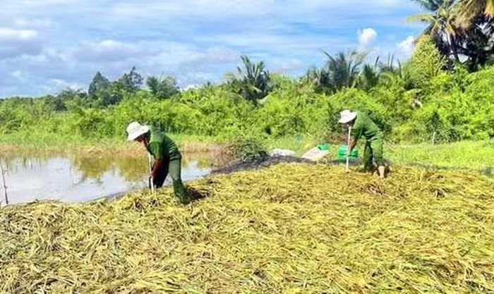 Việc thu hoạch lúa kịp thời giúp người dân hạn chế thiệt hại.