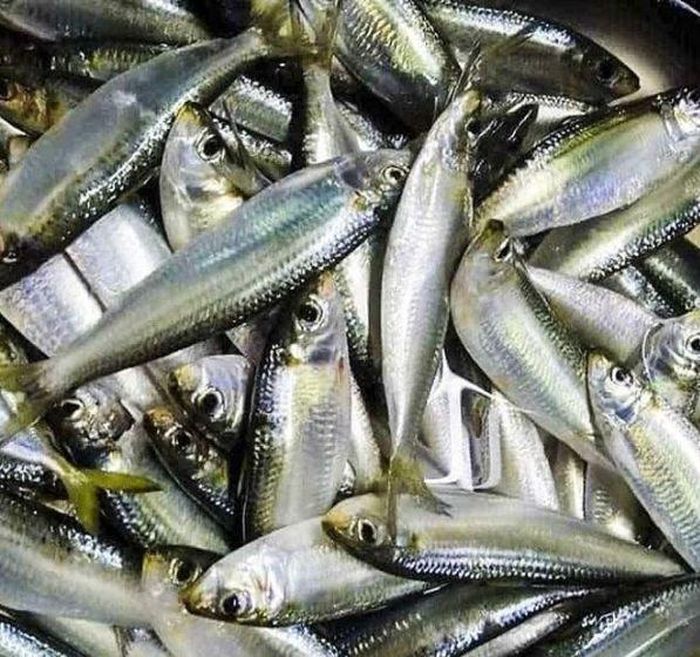 Cá trích giá bình dân, dễ mua tại các chợ dân sinh ở Việt Nam - Ảnh minh hoạ