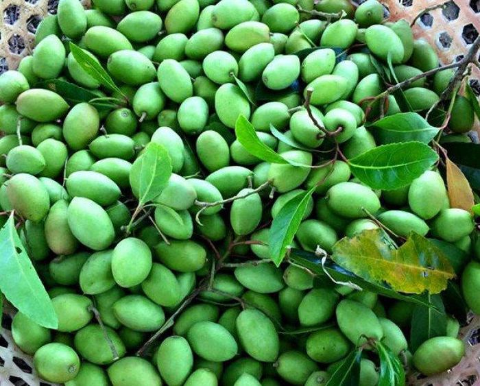 Đến mùa quả, những cành trám sai trĩu quả - Ảnh minh hoạ