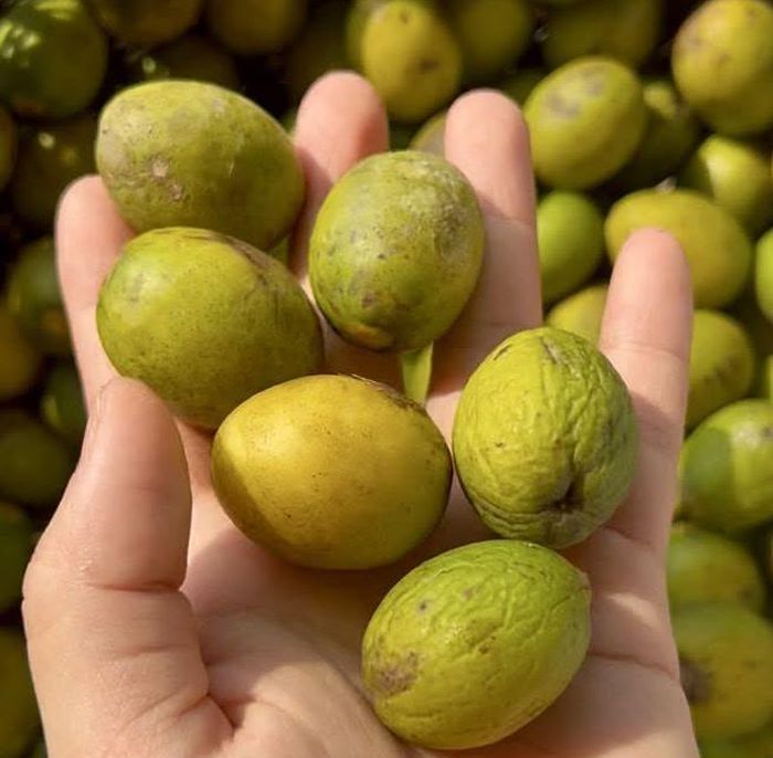 Quả trám không lớn, vẻ ngoài cũng chẳng quá bắt mắt, nhưng hương vị thay đổi từ chua, chát sang bùi béo rồi để lại vị ngọt trong miệng khiến nhiều người yêu thích - Ảnh mạng xã hội