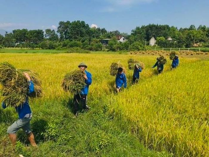 Lực lượng đoàn viên thanh niên giúp dân gặt lúa