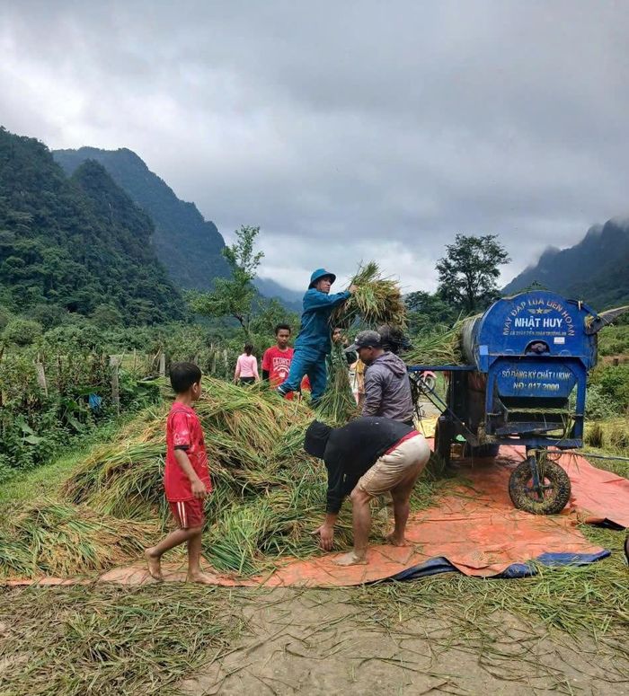 Lực lượng chức năng chung tay cùng bà con bản Yên Hợp thu hoạch lúa