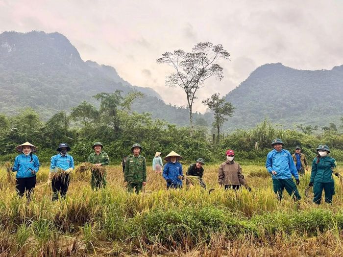 Cán bộ, chiến sĩ Ban CHQS xã Kim Phú và các lực lượng trên địa bàn đang tiến hành giúp bà con nhân dân thu hoạch lúa chạy lũ