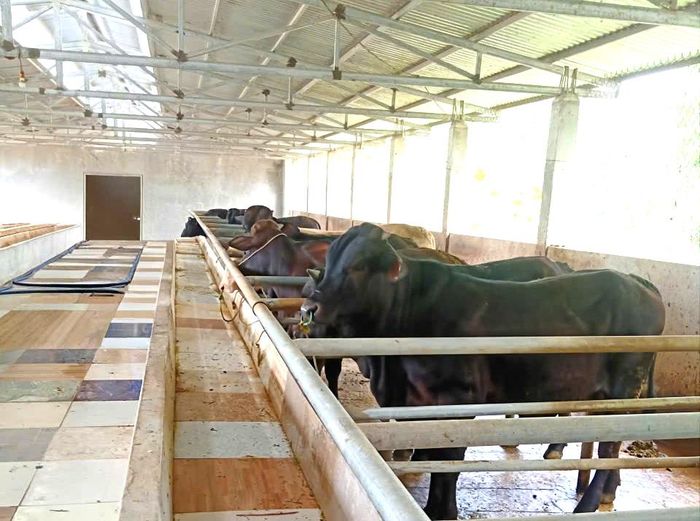 Ngành chăn nuôi tỉnh Nghệ An có nhiều chuyển biến tích cực trong những năm qua. (Ảnh: Lê Hiền)