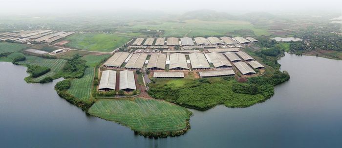 Công ty Cổ phần thực phẩm sữa TH, một trong những doanh nghiệp chăn nuôi đi đầu ở Nghệ An ứng ụng công nghệ cao và sản xuất theo chuỗi giá trị. (Ảnh: TH)