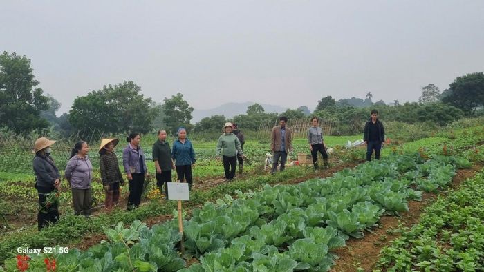 Rau hữu cơ Trại Hòa phát triển ổn định, góp phần nâng cao thu nhập cho người sản xuất. 