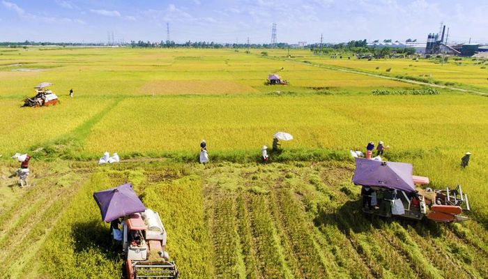 Người dân ngoại thành Hà Nội thu hoạch lúa mùa. Ảnh: Thái Tiệp