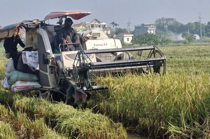 Người dân xã Phú Xuyên huy động máy móc đẩy nhanh tiến độ thu hoạch lúa vụ mùa đã chín. Ảnh: PV
