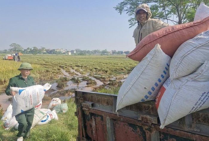 Thời tiết tạnh ráo đang tạo thuận lợi cho người dân xã Phú Xuyên thu hoạch lúa vụ mùa đã chín, đảm bảo thành quả sản xuất. Ảnh: PV