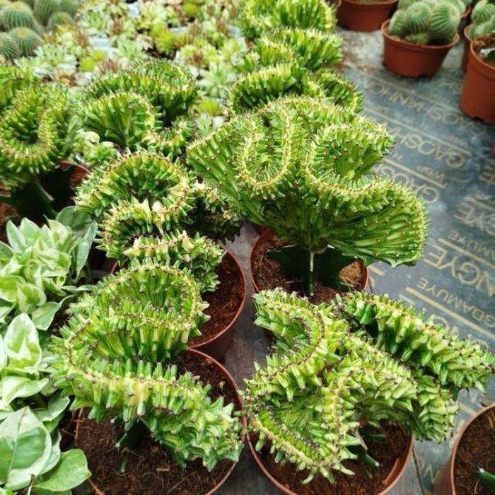 Xương rồng có nhiều gai nhọn và gai của chúng rất cứng nên có thể trồng trên hàng rào như lớp chống trộm cho nhà mình.