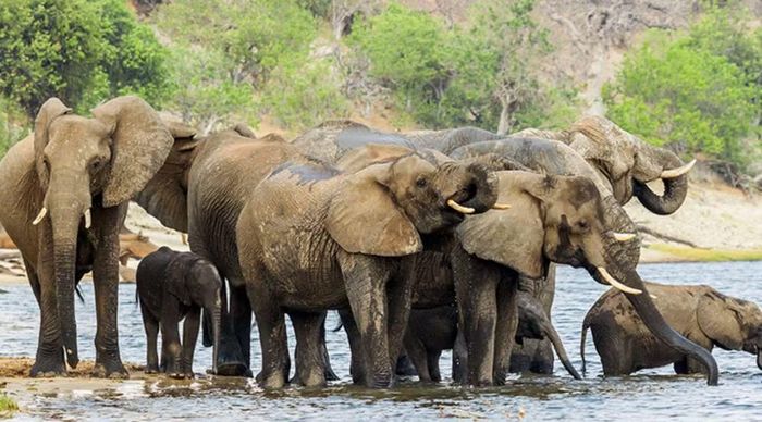 Botswana hiện là quốc gia có quần thể voi lớn nhất châu Phi hiện nay.