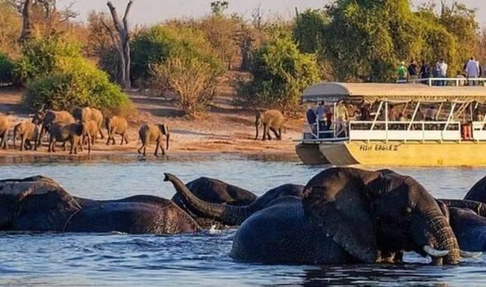 Riêng Chobe được cấp phép săn 2 con voi cùng 11 con linh dương Eland. Danh sách còn có Kudu, Gemsbok, Impala và linh dương đầu bò.