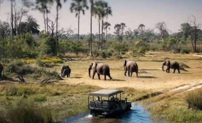Theo kế hoạch được công bố, các khu vực North West, Okavango và Boteti mỗi nơi được phép săn 3 con voi. North East và Tutume mỗi nơi được 4 con, trong khi Serowe và Bobirwa mỗi nơi được 2 con.