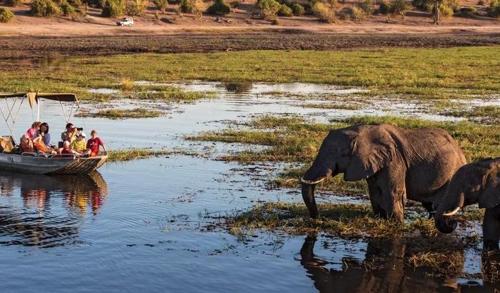 Chính phủ Botswana cho rằng quy mô quần thể lớn, cùng tình trạng xung đột ngày càng tăng tại một số khu vực, đòi hỏi phải có các biện pháp quản lý phù hợp.