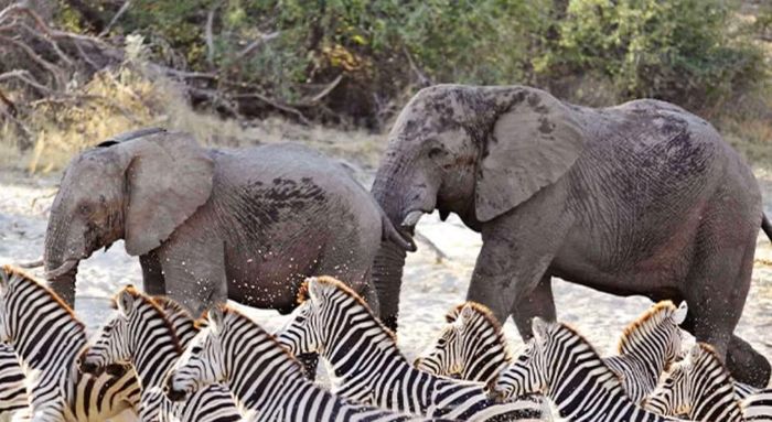 Chính quyền Botswana xem săn có kiểm soát tại các khu vực phù hợp là một trong những biện pháp quản lý quần thể và giảm xung đột.