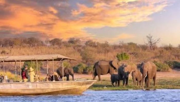 Khảo sát voi KAZA năm 2022 ước tính riêng khu vực phía Bắc Botswana có khoảng 132.000 con, với khoảng tin cậy 95% từ 120.000 đến 144.000 con. Số liệu này cũng được các cơ quan Botswana sử dụng trong các tài liệu quản lý và bảo tồn voi.