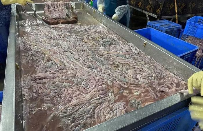 Công an Hà Nội kiểm tra cơ sở chế biến thuộc Công ty TNHH sản xuất và thương mại Dũng Phát, có địa chỉ tại thôn Vạn Phúc, xã Nam Phù