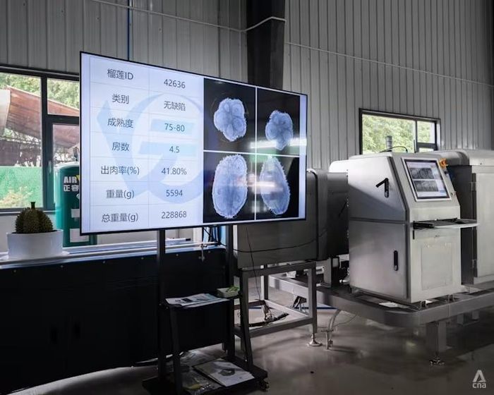  Những quả sầu riêng được đưa qua máy quét để đánh giá độ chín và hàm lượng thịt quả mà không cần làm vỡ vỏ tại nhà máy đóng gói của Công ty Nông nghiệp Youqi Hải Nam ở Tam Á (Trung Quốc). Ảnh: CNA. 