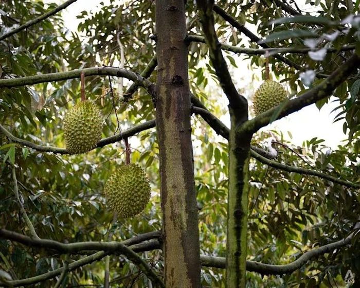  Những quả sầu riêng Ri6 chưa thu hoạch vẫn còn treo trên cây tại một vườn sầu riêng ở Tam Á (Trung Quốc). Ảnh: CNA. 