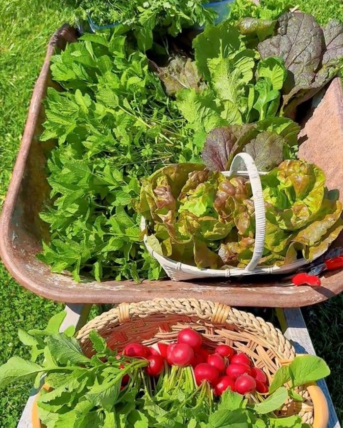Rau muống, mồng tơi, rau thơm, đậu bắp… được chị Trinh ưu tiên trồng để giữ lại hương vị quê nhà nơi đất khách.