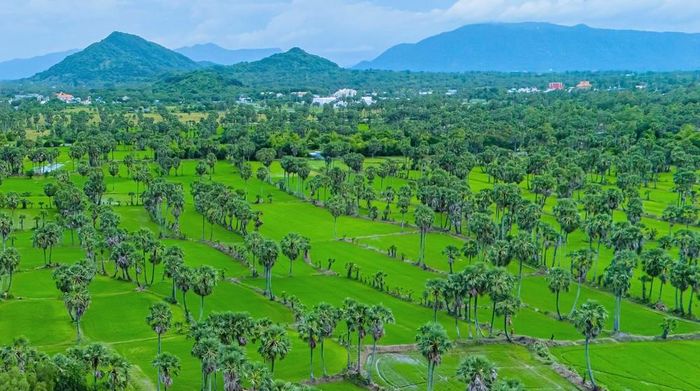 Những cánh rừng thốt nốt bạt ngàn ở vùng Bảy Núi, An Giang. Ảnh: Công Mạo-TTXVN
