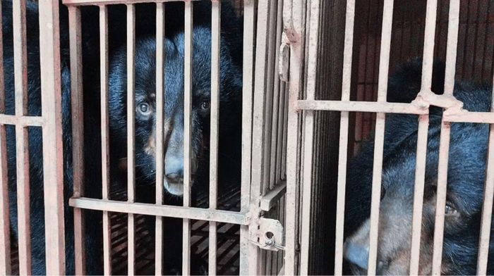 Chúng ta đang bước vào một giai đoạn khó khăn hơn: giải quyết dứt điểm những trường hợp nuôi nhốt gấu còn lại. (Ảnh: ENV)