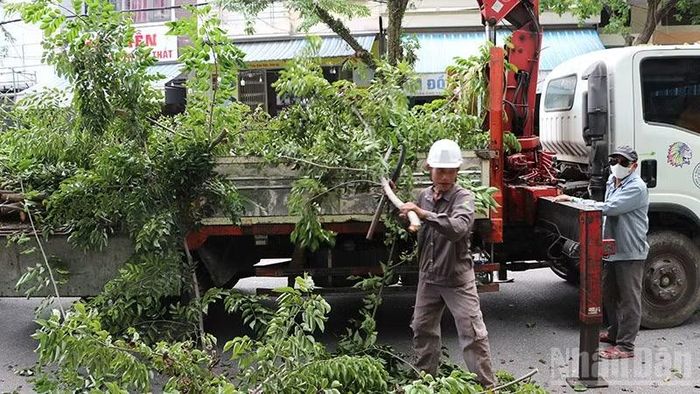 Công ty Cổ phần dịch vụ công ích đô thị Tam Kỳ thực hiện cắt tỉa, chống ngã đổ để bảo đảm an toàn trong mùa mưa bão 2026. (Ảnh: ĐỖ VẠN)