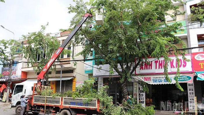 Công ty Cổ phần dịch vụ công ích đô thị Tam Kỳ thực hiện cắt tỉa cây xanh trước mùa mưa bão 2026. (Ảnh: ĐỖ VẠN)