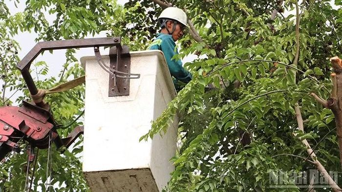 Công ty Cổ phần dịch vụ công ích đô thị Tam Kỳ đảm nhận trồng và chăm sóc cây xanh ở khu vực đô thị phía nam của thành phố Đà Nẵng. (Ảnh: ĐỖ VẠN)