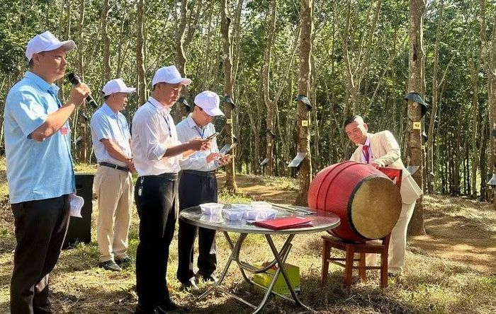 Đồng chí Nguyễn Công Tám, Chủ tịch Hội đồng quản trị Công ty Cổ phần Cao su Điện Biên đánh trống phát hiệu lệnh bắt đầu phần thi thực hành cạo mủ tại vườn cây. (Ảnh: LÊ LAN)