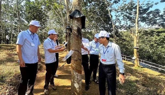Ban giám khảo kiểm tra, chấm điểm đường cạo mủ tại vườn cây. (Ảnh: LÊ LAN)