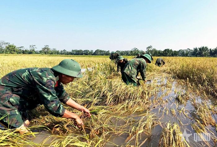Bộ đội cùng người dân tranh thủ thu hoạch từng phần lúa có thể cứu được sau ngập lụt.