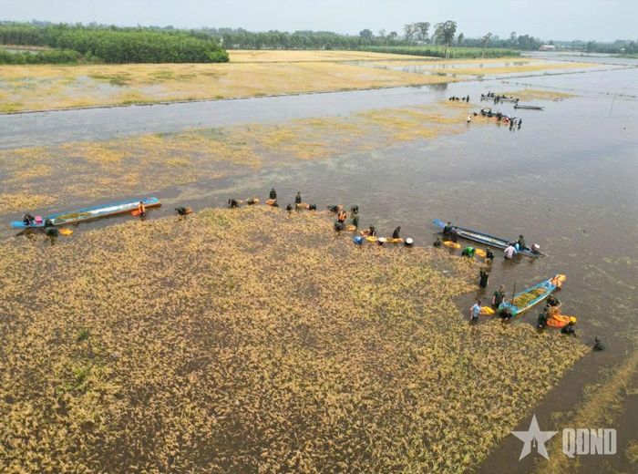 Cán bộ, chiến sĩ Tiểu đoàn 1, Trung đoàn 738 (Bộ CHQS tỉnh Tây Ninh) giúp người dân gặt lúa tại xã Thạnh Phước.