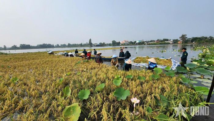 Cán bộ, chiến sĩ Ban CHQS xã Tân Thạnh (Bộ CHQS tỉnh Tây Ninh) giúp nhân dân thu hoạch lúa chạy lũ.