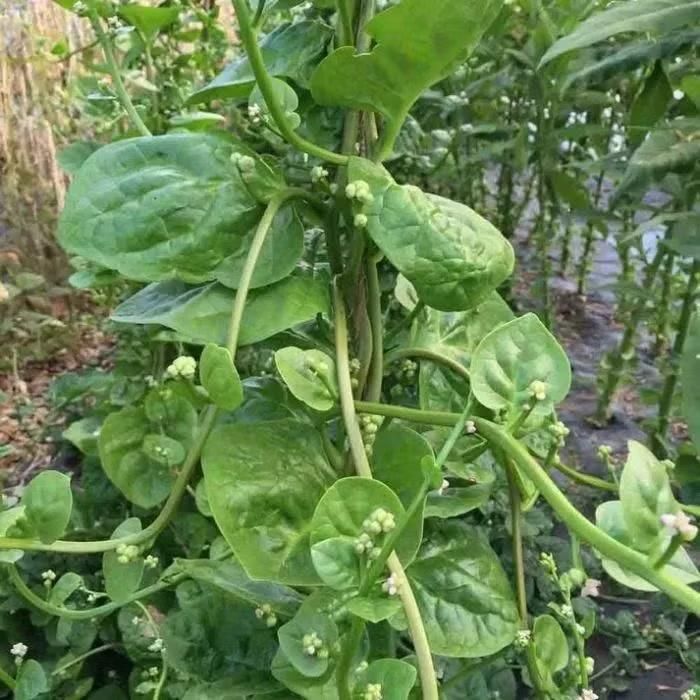 Ảnh: fitoagricola