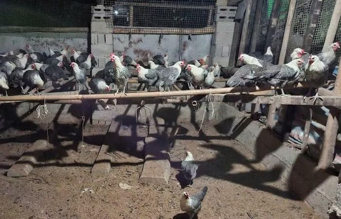 Đợt đầu năm 2026 vừa rồi gà được giá, tôi bán mái tơ 160 nghìn đồng/kg, gà trống thiến bán 180 nghìn đồng/kg.