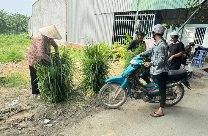 Các hộ dân Khmer mua bán cỏ chăn nuôi bò.