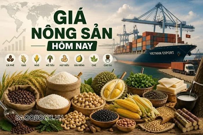 Giá nông sản hôm nay 22/9/2026: Giá cà phê có khả năng điều chỉnh mạnh trước áp lực dư cung; Đàm phán thuế đối ứng Việt Nam-Hoa Kỳ đã đến rất gần kết quả cuối cùng.