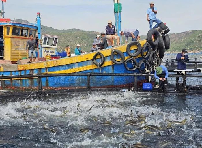 Kinh tế biển và ven biển của Khánh Hòa đã đóng góp đến 80% Tổng sản phẩm trên địa bàn (GRDP) của tỉnh. (Ảnh: KS)