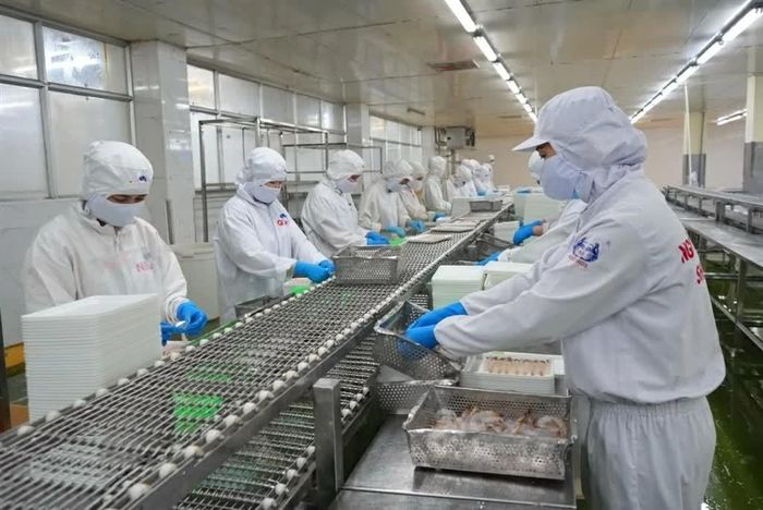 Doanh nghiệp tỉnh Cà Mau ứng dụng công nghệ vào sản xuất tôm nhằm nâng cao năng suất chất lượng. (Nguồn: TTXVN)