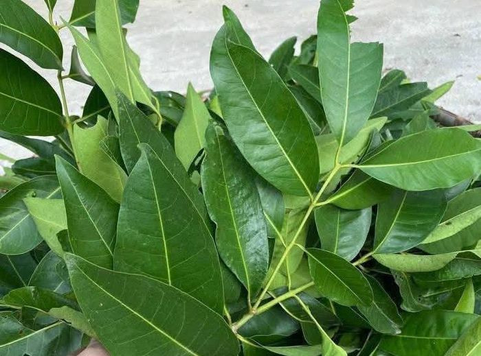 Nước lá vối tốt cho sức khỏe. Ảnh: Hoa Linh.