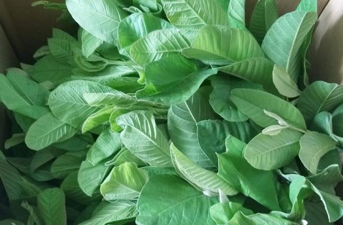 Lá ổi có nhiều tác dụng tốt cho sức khỏe. Ảnh: T.Nguyen.