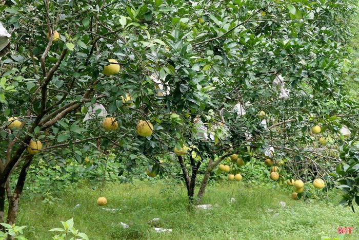 Hàng trăm cây bưởi ở trang trại gia đình anh Nguyễn Văn Long đang vào vụ thu hoạch.