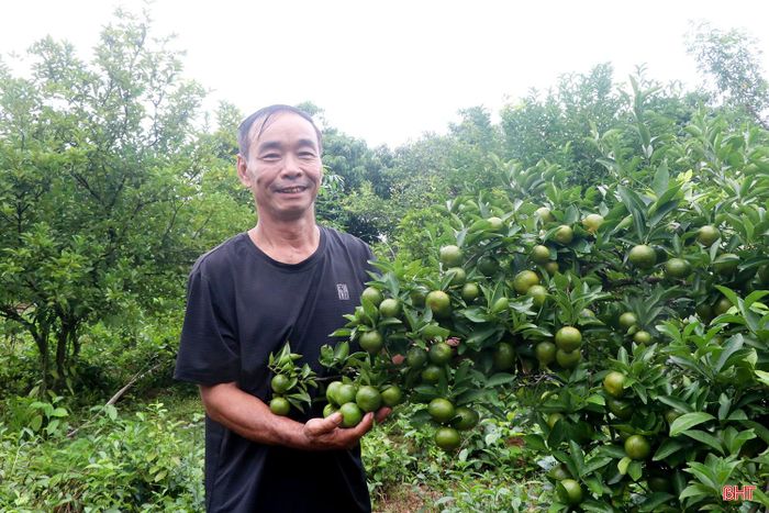 Vườn quýt trĩu quả của anh Bảo hứa hẹn một mùa thu nhập thắng lợi.