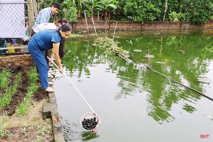 Mô hình nuôi ốc bươu đen mang lại hiệu quả kinh tế cao cho hội viên Chi hội Nông dân thôn Tiến Hòa, xã Đức Quang.