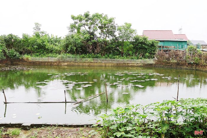 Mô hình nuôi ốc bươu đen tại thôn Tiến Hòa đang cho thấy khả năng thích ứng với điều kiện sản xuất của người dân địa phương.