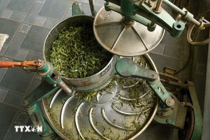 Công đoạn vò trà bằng máy giúp búp chè Shan Tuyết định hình tốt hơn. Những đường gân trên bàn vò giải phóng tinh dầu, tạo nên hương vị đậm đà và đặc trưng của trà vùng cao. (Ảnh: Quỳnh Anh/ TTXVN phát)