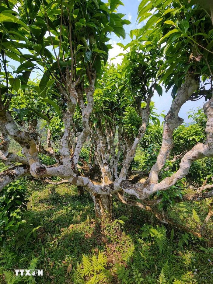Những cây chè Shan Tuyết cổ thụ tại Suối Giàng (Văn Chấn, Yên Bái) có kích thước lớn, thân to phải từ một đến hai người ôm, tuổi đời các chè này lên hàng trăm năm. (Ảnh: Quỳnh Anh/TTXVN phát)