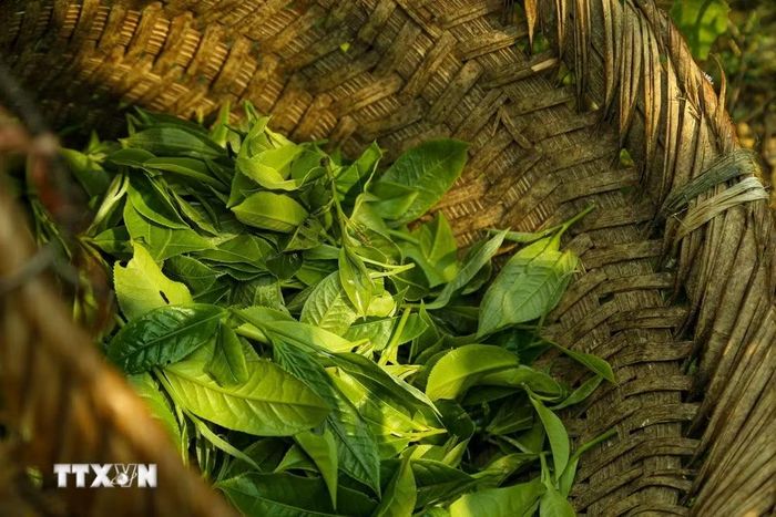 Những búp chè tươi sau khi hái được bảo quản ngay trong lù cở (gùi tre) để đảm bảo độ thoáng khí, tránh làm dập nát búp chè trước khi đưa vào công đoạn sao tẩm. Đây là bước quan trọng đầu tiên để giữ trọn vẹn lớp "tuyết" trắng đặc trưng trên cánh chè thành phẩm. (Ảnh: Quỳnh Anh/ TTXVN phát)