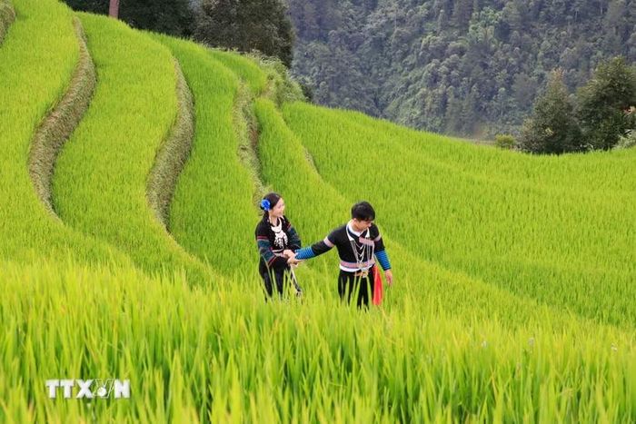 Thời điểm lúa ngả vàng thu hút đông đảo du khách đến với Mù Cang Chải, Lào Cai. (Ảnh: Tuấn Anh/TTXVN)